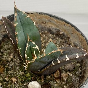 6500 「激レア高級品種」アガベ チタノタ 白鯨 植え【発根・Agave Titanota White Whale・】の画像4