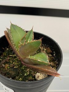 6375 「激レア高級品種】アガベ チタノタ 黒火 植え【発根・多肉植物・子株・Agave titanota Black Fire】