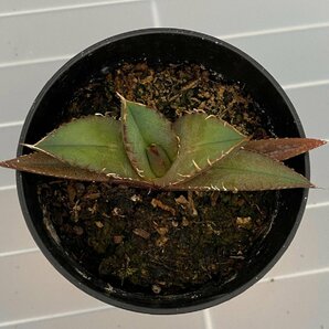 6376 「激レア高級品種】アガベ チタノタ 黒火 植え【発根・多肉植物・子株・Agave titanota Black Fire】の画像2