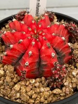 6999 「多肉植物I」ギムノカリキウム ミハノビッチ 植え【発根・美株・Gymnocalycium mihanovichii・サボテン】_画像7