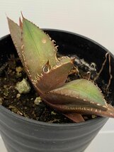 6380 「激レア高級品種】アガベ チタノタ 黒火 植え【発根・多肉植物・子株・Agave titanota Black Fire】_画像3