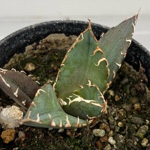 6497 「激レア高級品種」アガベ チタノタ 白鯨 植え【発根・Agave Titanota White Whale・】の画像2