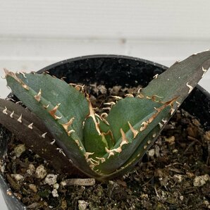 6506 「激レア高級品種」アガベ チタノタ 白鯨 植え【発根・Agave Titanota White Whale・】の画像1