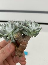 7173 「多肉植物」ダドレア グノマ 抜き苗【最新到着・塊根植物・美株・Dudleya gnoma・検）グリーニー】_画像3