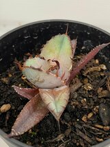 6383 「激レア高級品種】アガベ チタノタ 藍鯨 植え【発根・超厳選極上子株・Agave titanota】_画像5