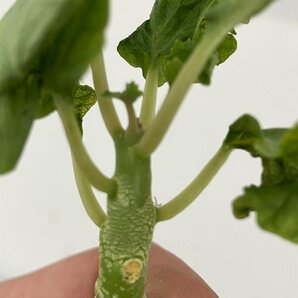 7187 「塊根植物」ドルステニア ギプソフィラ 抜き苗【最新到着・Dorstenia gypsophila・多肉植物】の画像2