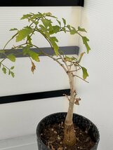 6567 「実生」キフォステンマ エレファントプス 植え【発根・塊根植物・Cyphostemma elephantopus】_画像3