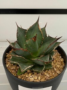 6989 「多肉植物I】アガベ チタノタ 小島白刺 植え【発根・美株・小島白刺・Agave Titanota Kojima hakushi】