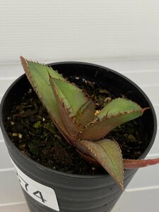 6374 「激レア高級品種】アガベ チタノタ 黒火 植え【発根・多肉植物・子株・Agave titanota Black Fire】