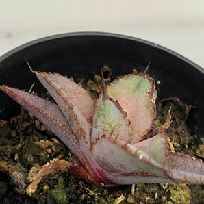 6385 「激レア高級品種】アガベ チタノタ 藍鯨 植え【発根・超厳選極上子株・Agave titanota】の画像5