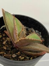 6380 「激レア高級品種】アガベ チタノタ 黒火 植え【発根・多肉植物・子株・Agave titanota Black Fire】_画像4