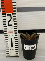 6380 「激レア高級品種】アガベ チタノタ 黒火 植え【発根・多肉植物・子株・Agave titanota Black Fire】_画像5