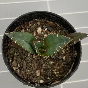 6510 「激レア高級品種」アガベ チタノタ 白鯨 植え【発根・Agave Titanota White Whale・】の画像2