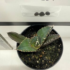 8962 「激レア高級品種」アガベ チタノタ 白鯨 植え【発根・Agave Titanota White Whale・購入でパキプス種子プレゼント】の画像4