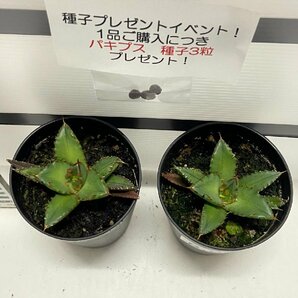 8932 「高級】アガベ チタノタ 姫仁王冠 2株セット【発根・多肉植物・子株・Agave titanota・購入でパキプス種子プレゼント】の画像4