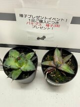 8925 「高級】アガベ チタノタ 藍鯨 2株セット【発根・超厳選極上子株・Agave titanota・購入でパキプス種子プレゼント】_画像5