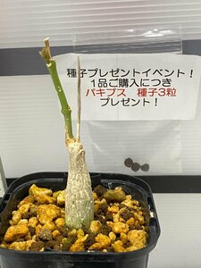 8636 「実生」マテレア シクロフィラ 植え【発根・Matelea cyclophylla・購入でパキプス種子プレゼント】