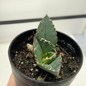 8971 「激レア高級品種」アガベ チタノタ 白鯨 植え【発根・Agave Titanota White Whale・購入でパキプス種子プレゼント】の画像7