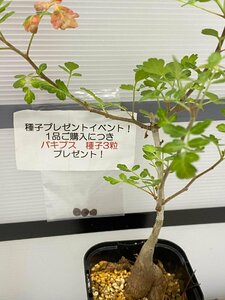 8702 「実生」パキコルムス ディスカラー 植え【発根・Pachycormus discolor・象の木・多肉植物・購入でパキプス種子プレゼント】