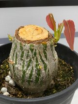 8751 「塊根植物」プセウドボンバックス エリプティクム 植え【Pseudobombax ellipticum・発根・購入でパキプス種子プレゼント】_画像8