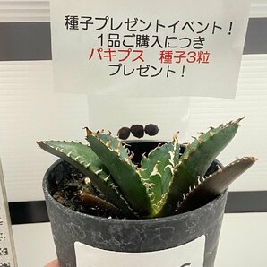 8966 「激レア高級品種」アガベ チタノタ 白鯨 植え【発根・Agave Titanota White Whale・購入でパキプス種子プレゼント】の画像1