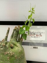 8730 「塊根植物」アデニア スピノーサ 大 植え【未発根・Adenia spinosa・多肉植物・購入でパキプス種子プレゼント】_画像1