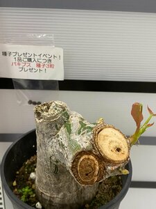 8755 「塊根植物」プセウドボンバックス エリプティクム 植え【Pseudobombax ellipticum・発根・購入でパキプス種子プレゼント】