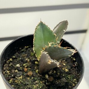 8962 「激レア高級品種」アガベ チタノタ 白鯨 植え【発根・Agave Titanota White Whale・購入でパキプス種子プレゼント】の画像5