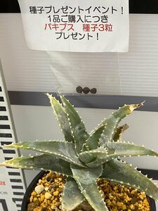 8719 「実生」アロエ ピランシー【種から発芽・発根・Aloe pillansii・多肉植物・購入でパキプス種子プレゼント】