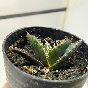 8959 「激レア高級品種」アガベ チタノタ 白鯨 植え【発根・Agave Titanota White Whale・購入でパキプス種子プレゼント】の画像6