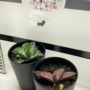 8927 「高級】アガベ チタノタ 藍鯨 2株セット【発根・超厳選極上子株・Agave titanota・購入でパキプス種子プレゼント】の画像1