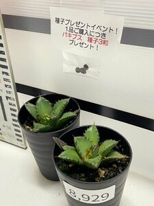 8929 「高級】アガベ チタノタ 姫仁王冠 2株セット【発根・多肉植物・子株・Agave titanota・購入でパキプス種子プレゼント】