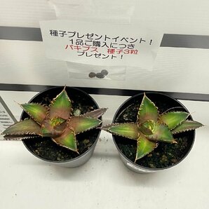 8938 「高級」アガベ チタノタ 赤猫 2株セット【発根・多肉植物・子株・A.titanota Red Catweezle・購入でパキプス種子プレゼント】の画像4