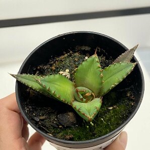 8933 「高級】アガベ チタノタ 姫仁王冠 2株セット【発根・多肉植物・子株・Agave titanota・購入でパキプス種子プレゼント】の画像4