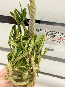 9144 「塊根植物」ドルステニア ギガス ブラータ 抜き苗【最新到着・Dorstenia gigas f. bullata・購入でパキプス種子プレゼント】