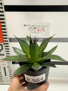 8984 「多肉植物」アガベ ホリダ 植え【発根・美株・多肉植物・Agave horrida・購入でパキプス種子プレゼント】