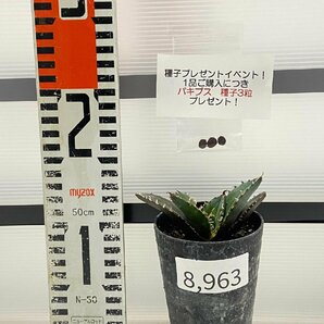 8963 「激レア高級品種」アガベ チタノタ 白鯨 植え【発根・Agave Titanota White Whale・購入でパキプス種子プレゼント】の画像2