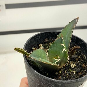 8956 「激レア高級品種」アガベ チタノタ 白鯨 植え【発根・Agave Titanota White Whale・購入でパキプス種子プレゼント】の画像7