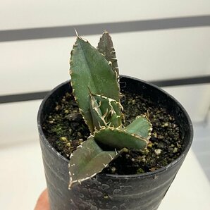 8962 「激レア高級品種」アガベ チタノタ 白鯨 植え【発根・Agave Titanota White Whale・購入でパキプス種子プレゼント】の画像7