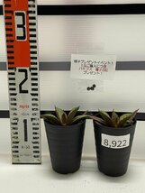 8922 「高級】アガベ チタノタ 黒火 2株セット【発根・多肉植物・子株・Agave titanota Black Fire・購入でパキプス種子プレゼント】_画像2