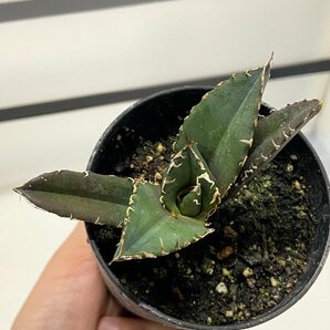 8962 「激レア高級品種」アガベ チタノタ 白鯨 植え【発根・Agave Titanota White Whale・購入でパキプス種子プレゼント】の画像8