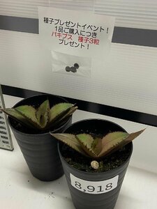 8918 「高級】アガベ チタノタ 黒火 2株セット【発根・多肉植物・子株・Agave titanota Black Fire・購入でパキプス種子プレゼント】