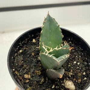 8971 「激レア高級品種」アガベ チタノタ 白鯨 植え【発根・Agave Titanota White Whale・購入でパキプス種子プレゼント】の画像5