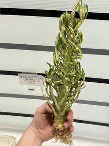 9128 「塊根植物」ドルステニア ギガス ブラータ 抜き苗【最新到着・Dorstenia gigas f. bullata・購入でパキプス種子プレゼント】