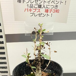 8988 「実生」フォークイエリア コルムナリス【有望株・Fouquieria columnaris・観峰玉・購入でパキプス種子プレゼント】の画像1