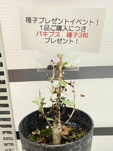 8988 「実生」フォークイエリア コルムナリス【有望株・Fouquieria columnaris・観峰玉・購入でパキプス種子プレゼント】