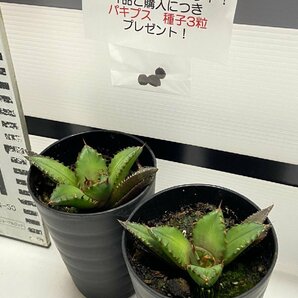 8933 「高級】アガベ チタノタ 姫仁王冠 2株セット【発根・多肉植物・子株・Agave titanota・購入でパキプス種子プレゼント】の画像1