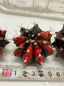 9167 「子株」ギムノカリキウム ヒボタン錦 抜き苗株セット【Gymnocalycium・購入でパキプス種子プレゼント】