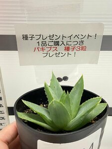 9034 「多肉植物」アロエ ポリフィラ【実生・Aloe polyphylla・多肉植物・発根・購入でパキプス種子プレゼント】