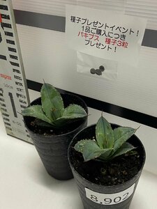 8902 「多肉植物】アガベ　ホワイトアイス 2株セット【発根・子株・agave white ice・購入でパキプス種子プレゼント】